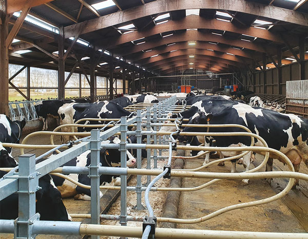 Câble de nuque SpeedFlex