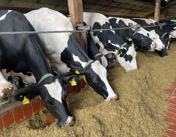 Câble de nuque SpeedFlex – Image 4